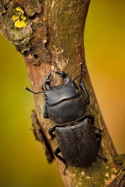Roháček kozlík (Dorcus parallelopipedus)
