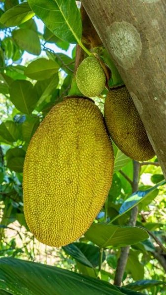 How to grow 'Kathal' or Jackfruit in the home garden