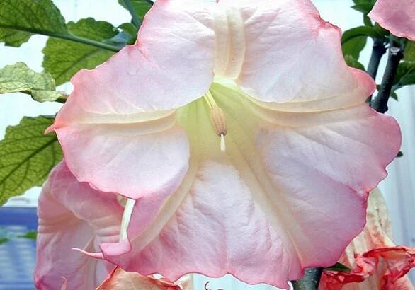 Soubor:Brugmansia lg.jpg