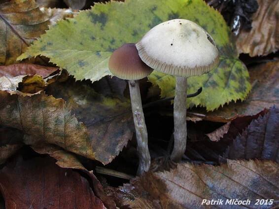 Lysohlávka moravská - Psilocybe moravica Borovička 2003 | www.ohoubach.cz