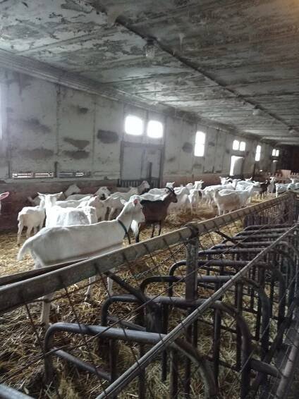 Kozí farma Útušice – ZŠ a MŠ Mirošov