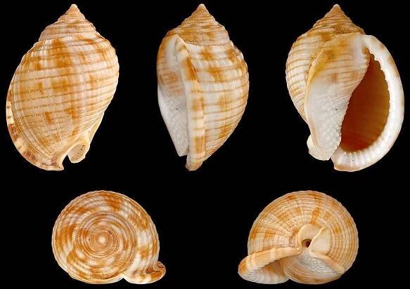 Scotch bonnet (sea snail) - Wikipedia