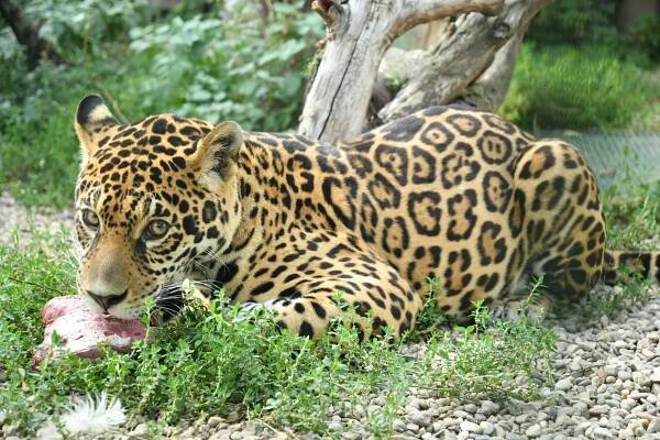 Panthera Park - Domov