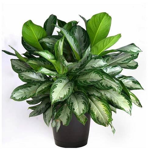 Aglaonema commutatum