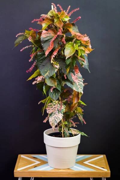 Acalypha wilkesiana ‘Macafeeana‘ (veľká)