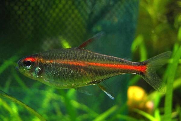 The Fish That Glows Like a Light Bulb: Glowlight Tetra