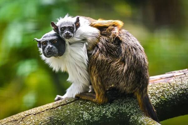 Ve zlínské zoo se narodilo mládě kriticky ohroženého tamarína pestrého. Jde o velký chovatelský úspěch - ZLIN.CZ