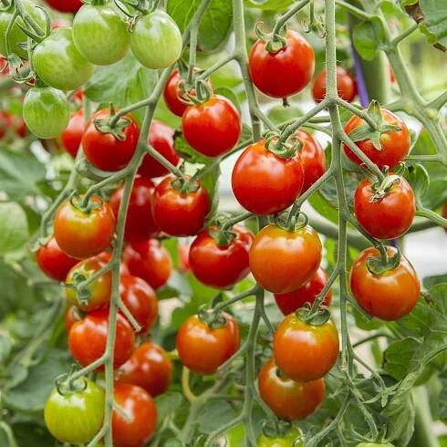 BIO semena rajčete – BIO Divoké rajče Rote Murmel – Solanum pimpinellifolium