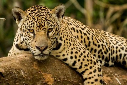 Jaguar Spirit Animal Symbolism & Meaning