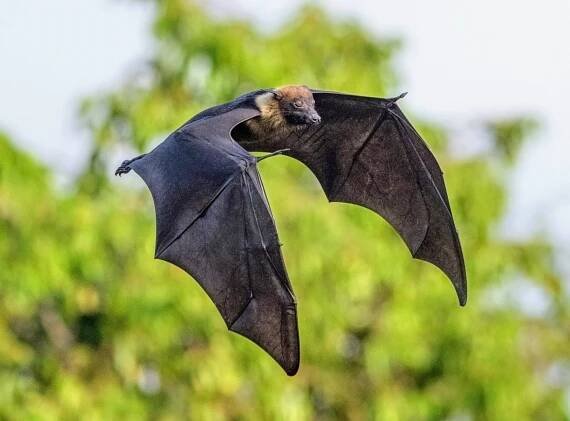 Climate change is waking bats up from hibernation too early