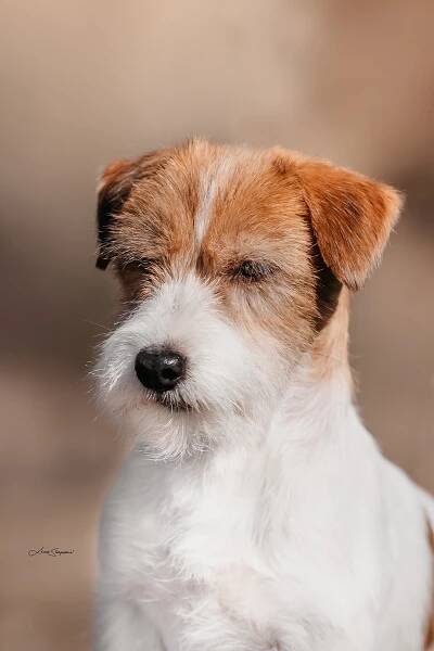 Oliver Via Heraltisz - Jack Russell teriér Bohemia Point