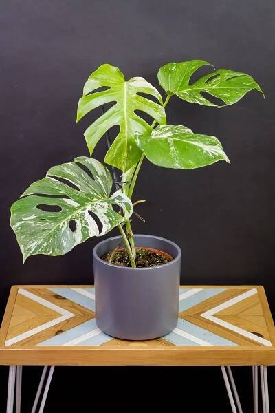 Monstera deliciosa Variegata XL