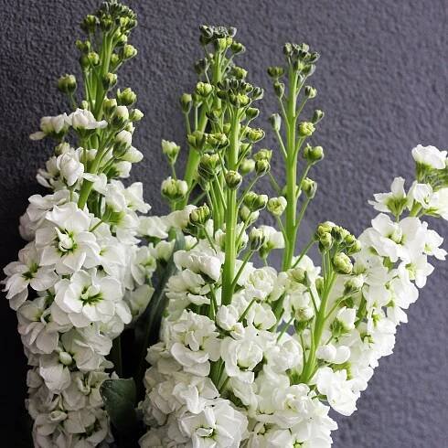 Fiala letní bílá – Matthiola incana – osivo fialy