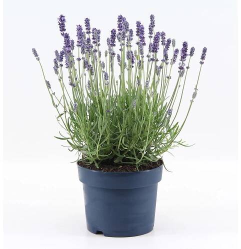 OBI Levandule "Felice Light Blue" průměr květináče cca 17 cm Lavandula angustifo