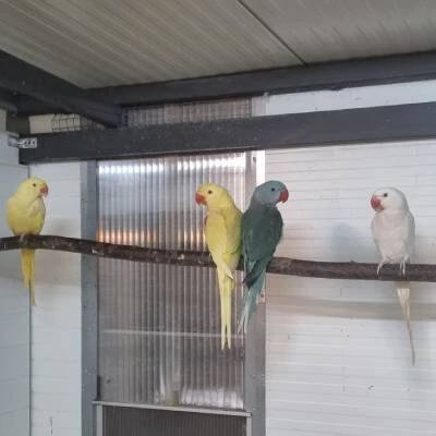 Poskrapyt - mutace papoušků, prodej papoušků, Papoušek horský, Papoušek červenokřídlý, Alexandr velký, parrot mutation