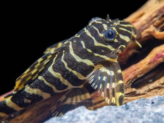 Leopard Frog Pleco