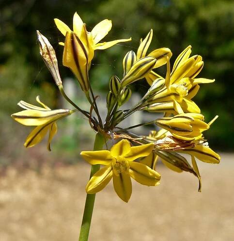 Triteleia lugens