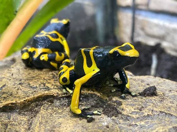 Fotogalerie – Iwosh reptiles.cz