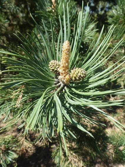 Borovice pyrenejská - Pinus uncinata