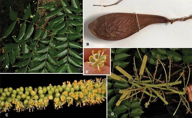 Advances in Legume Systematics 14. Classification of Caesalpinioideae. Part 2: Higher-level classification