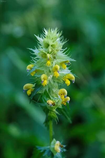Croatian Wild Flowers Gallery - Miroslav Photography