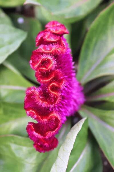Detailní záběr na růžové korály Celosia — Stock obrázek