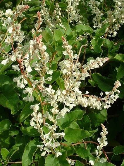 Fallopia aubertii - Wikipedia