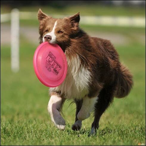 Ulli - Fotoalba - Mistrovství ČR v dogfrisbee - Nymburk 2011