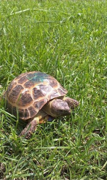 Marginata | Testudo horsfieldii – želva stepní