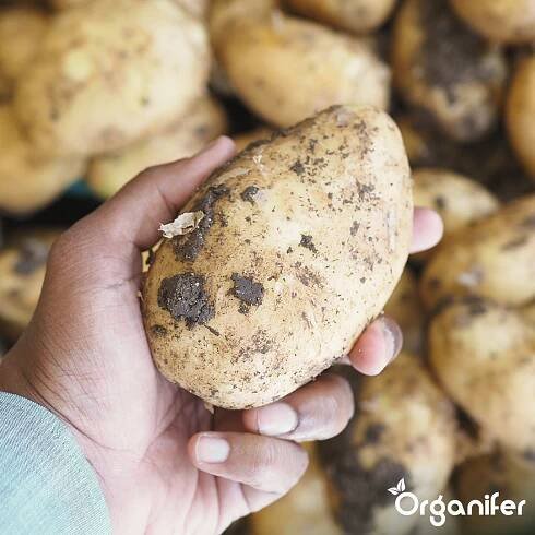 Potato Seeds Bintje A 28_35 4