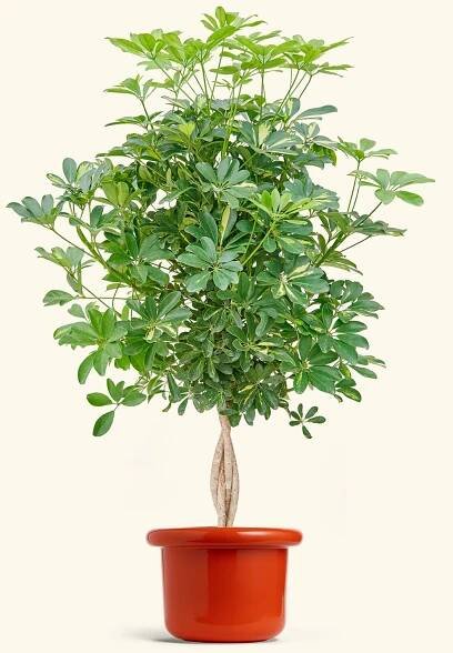 Hawaiian Dwarf Umbrella Tree, XL