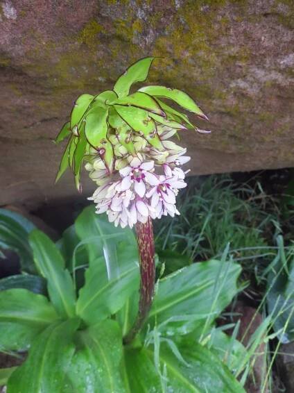 ci Eucomis bicolor (Copy)
