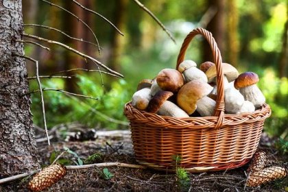 Nejčastější mýty o houbách, kterým se nevyplatí věřit