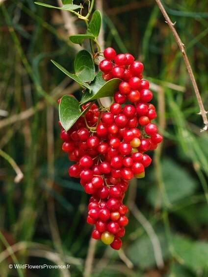 Smilex aspera - wild in Provence