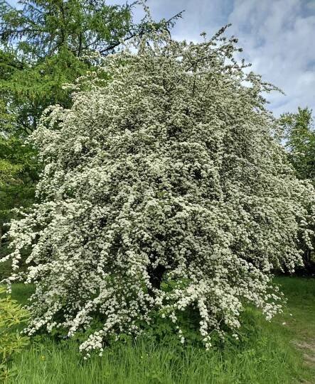 Crataegus monogyna