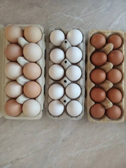 Nabízím k prodeji domácí čerstvá vejce z volného chovu-zelená pastva. Cena: vel.S-3,50Kč,M-4Kč,L+XL-5,50Kč/kus - InzerceTrinec.cz