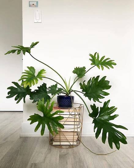 35 Best Indoor Plants That Clean the Air and Remove Toxins - on Thursd