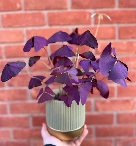 Oxalis Triangularis instagram @katefunkyflowers