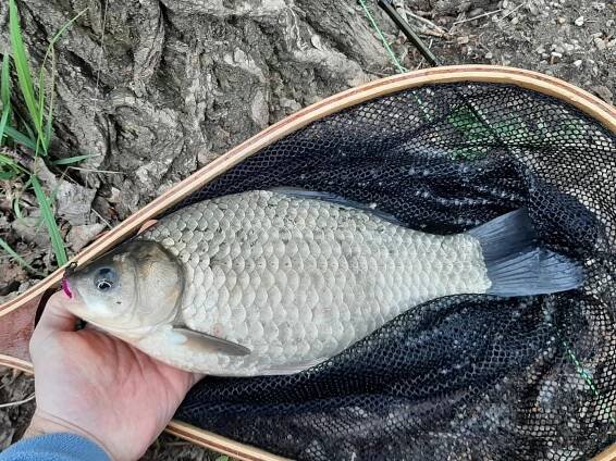Dnes rozcvička pred magickým 16/4. Karásky už boli po nerese, chutilo im veľmi. Z pleskáčov… – Muškárenie.sk