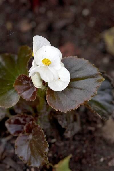 'Cocktail Whiskey' Begonia