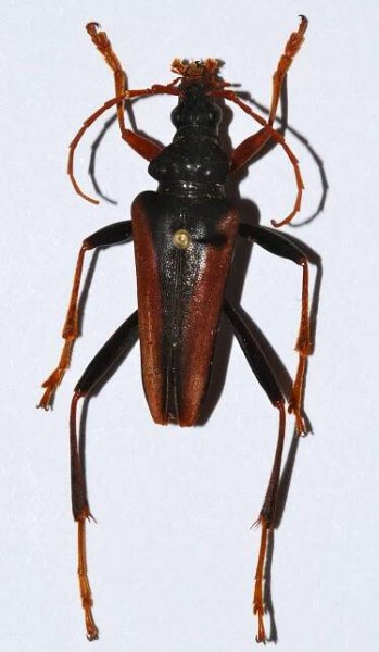 Mastododera