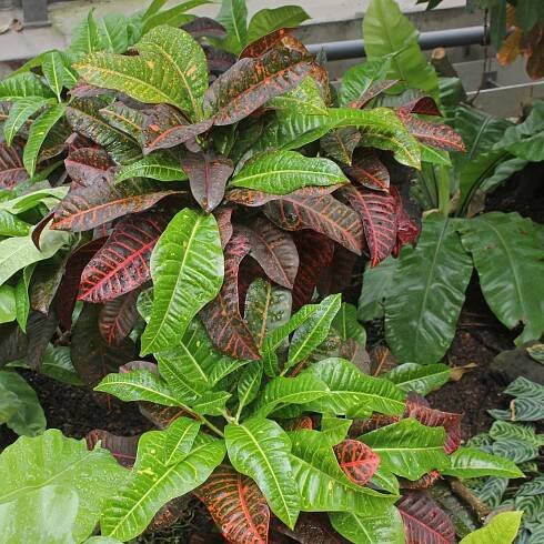 Codiaeum variegatum