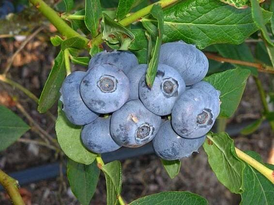 Čučoriedka (Vaccinium corymbosum) PATRIOT