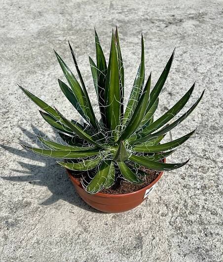 Pichlavá exotika | Agave schidigera, cca 20-25 cm | Exotická zahrada Přibice