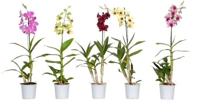 Orchidej bambusová Nobilee podzimní barvy 1výhonková průměr květináče cca 12 cm nakoupit u OBI