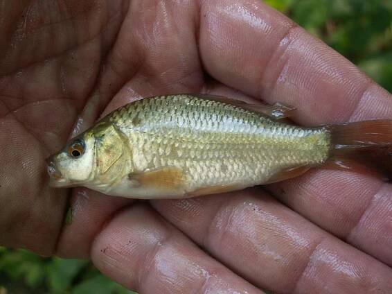 Kapor rybničný ( šupinatý ) ( Cyprinus carpio ). 