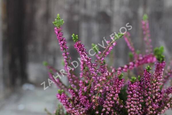 Vřes obecný 'Eckart Miessner' - Calluna vulgaris 'Eckart Miessner'
