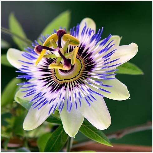 passiflora caerulea flowers