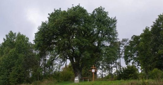Památnou Pollnerovu hrušeň nad Bratrušovem zasadili jako hraniční strom