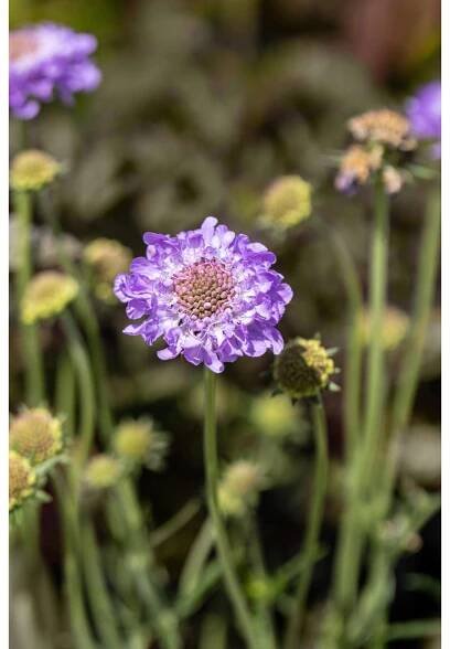 OBI Hlaváč fialový průměr květináče cca 13 cm Scabiosa